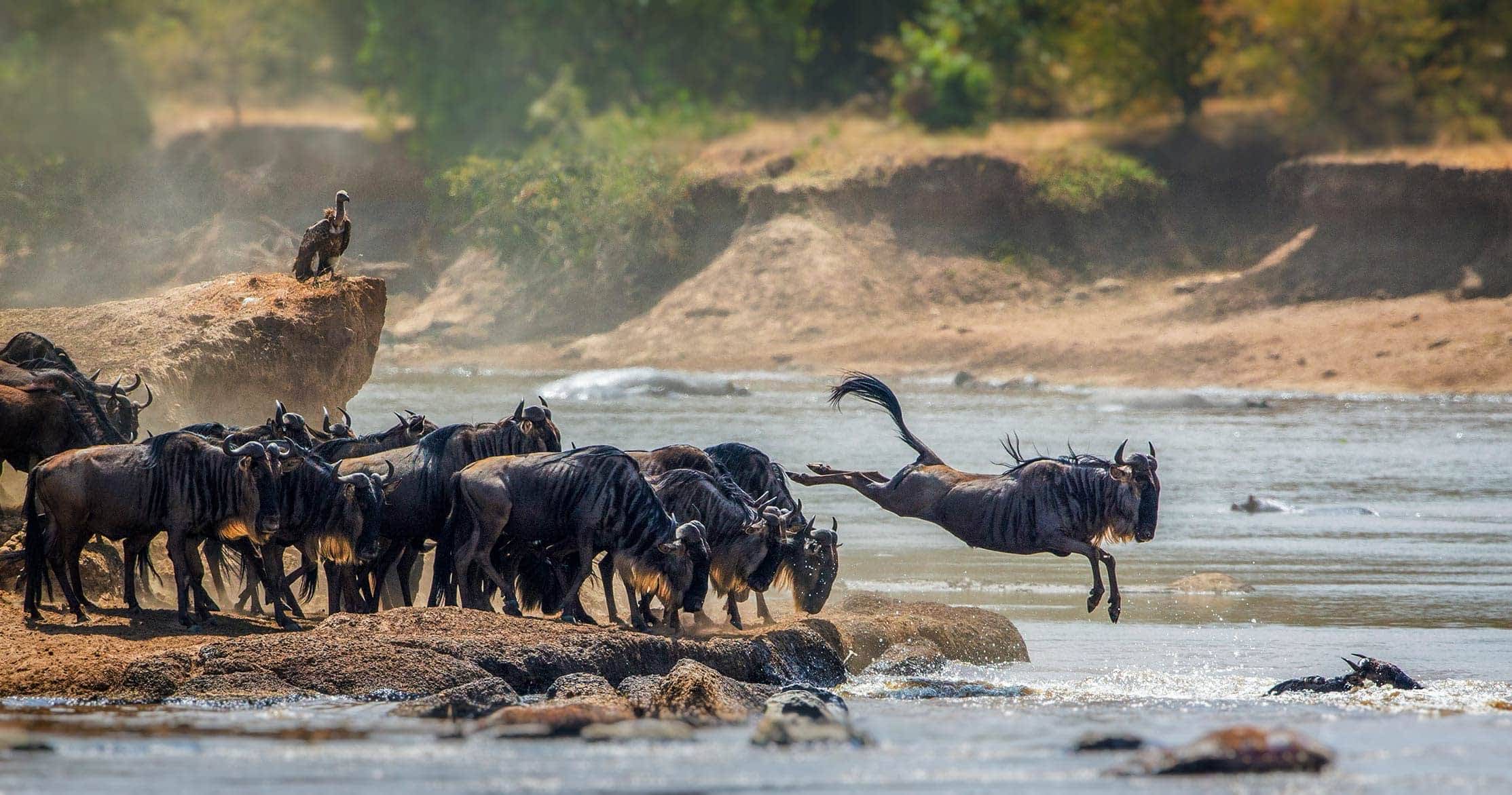 Wildlife in the Serengeti